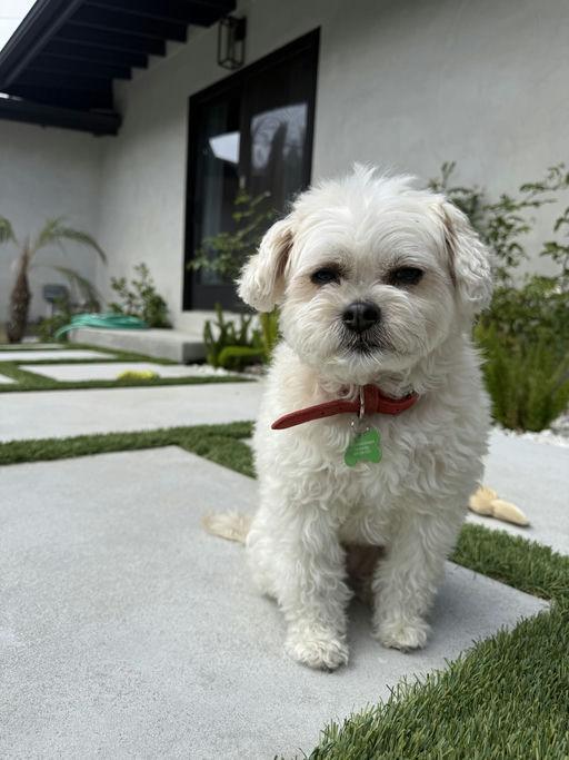 Enlarge Queenie, an adoptable mixed breed in Los Angeles, CA image 6/6