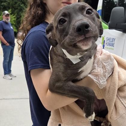 Black Veil Brides, Adoptable, Puppy Female Mixed Breed & Mixed Breed.