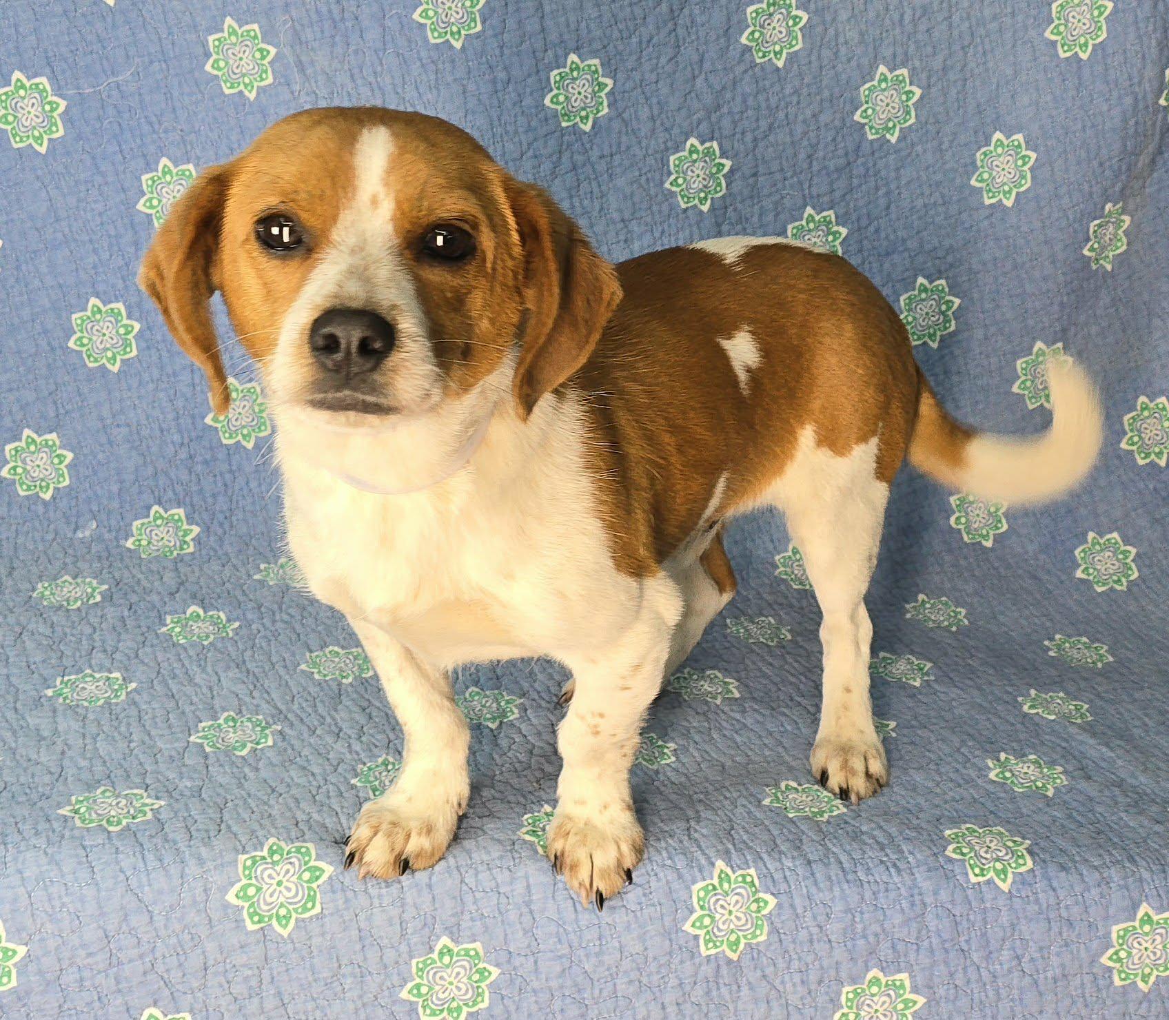 Enlarge Jojo, an adopted mixed breed in Newport, TN image 3/3