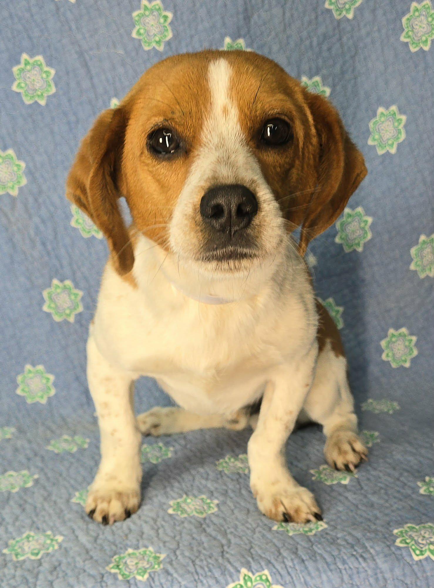 Enlarge Jojo, an adopted mixed breed in Newport, TN image 2/3