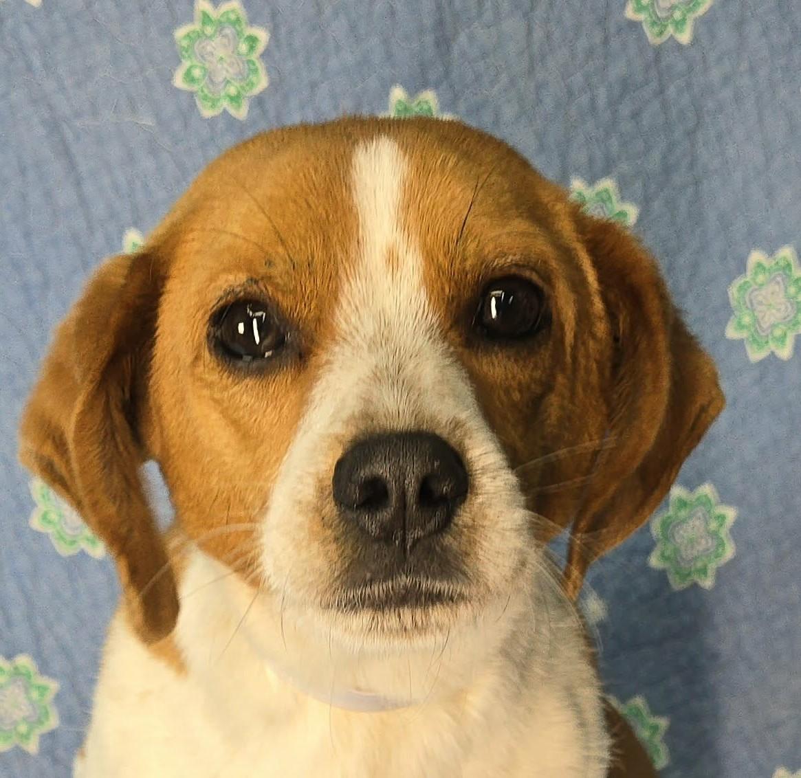 Enlarge Jojo, an adopted mixed breed in Newport, TN image 1/3