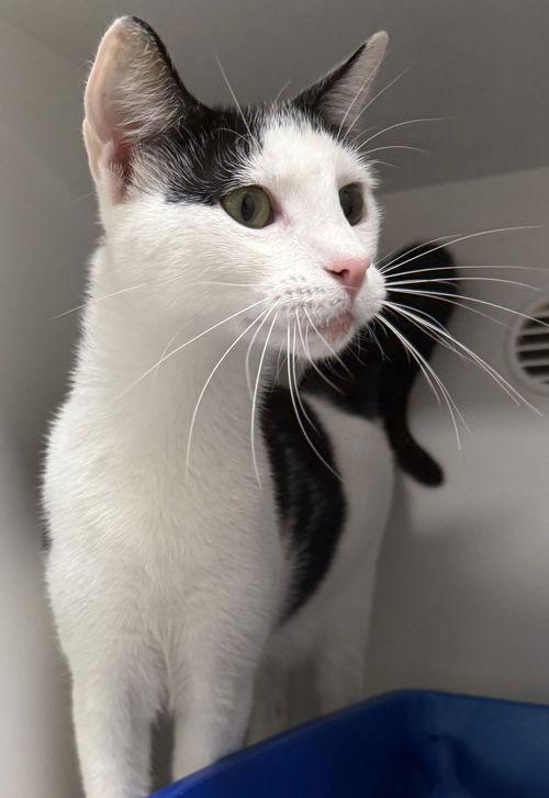 Enlarge Luca NC, a Adoptable mixed breed in Satellite Beach, FL image 1/1