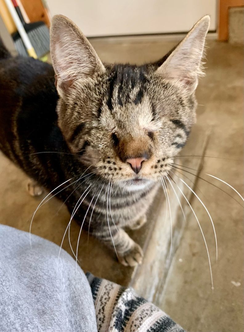 Taji (blind, amazing, lovable), a Adopted mixed breed in Los Alamitos, CA image 1/6