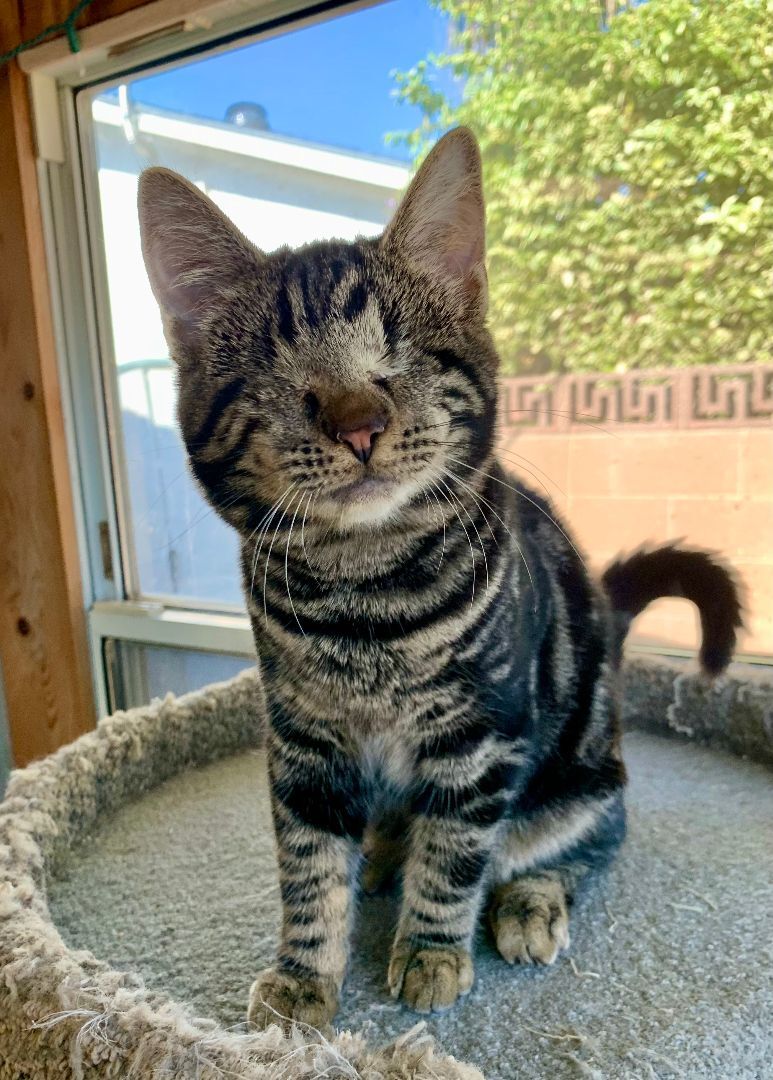 Taji (blind, amazing, lovable), a Adopted mixed breed in Los Alamitos, CA image 2/6