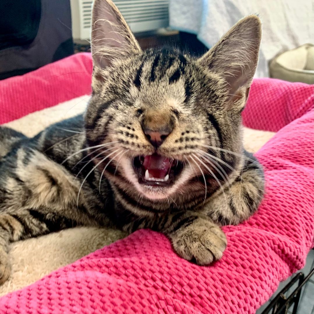 Taji (blind, amazing, lovable), a Adopted mixed breed in Los Alamitos, CA image 3/6