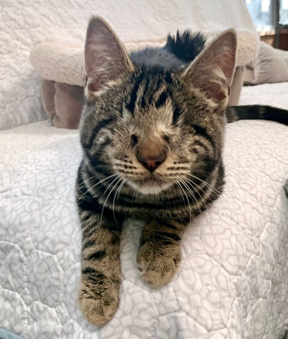 Taji (blind, amazing, lovable), a Adopted mixed breed in Los Alamitos, CA image 4/6