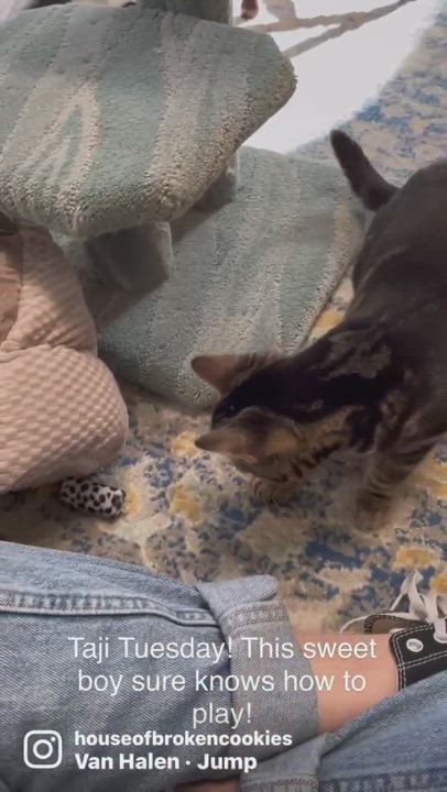 Enlarge Taji (blind, amazing, lovable), a Adopted mixed breed in Los Alamitos, CA video 5/6