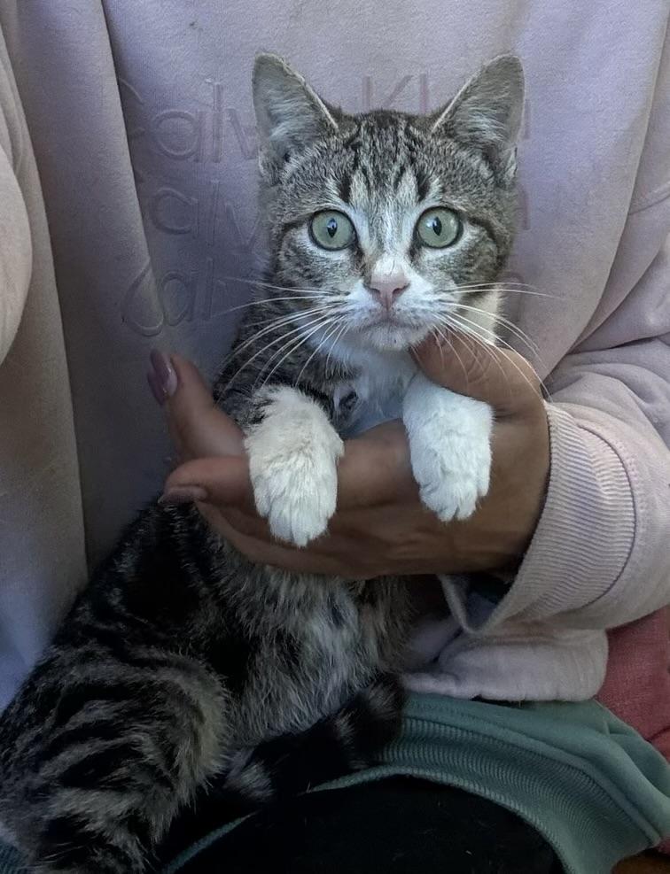 Enlarge Sabrina, an adopted mixed breed in Hartford, CT image 2/2