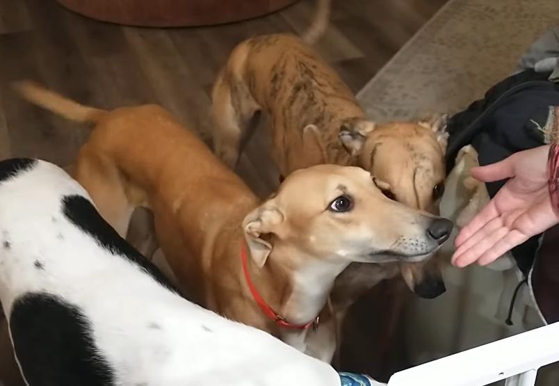 Enlarge Eloise, a Adoptable Greyhound in Kansas City, MO image 2/3