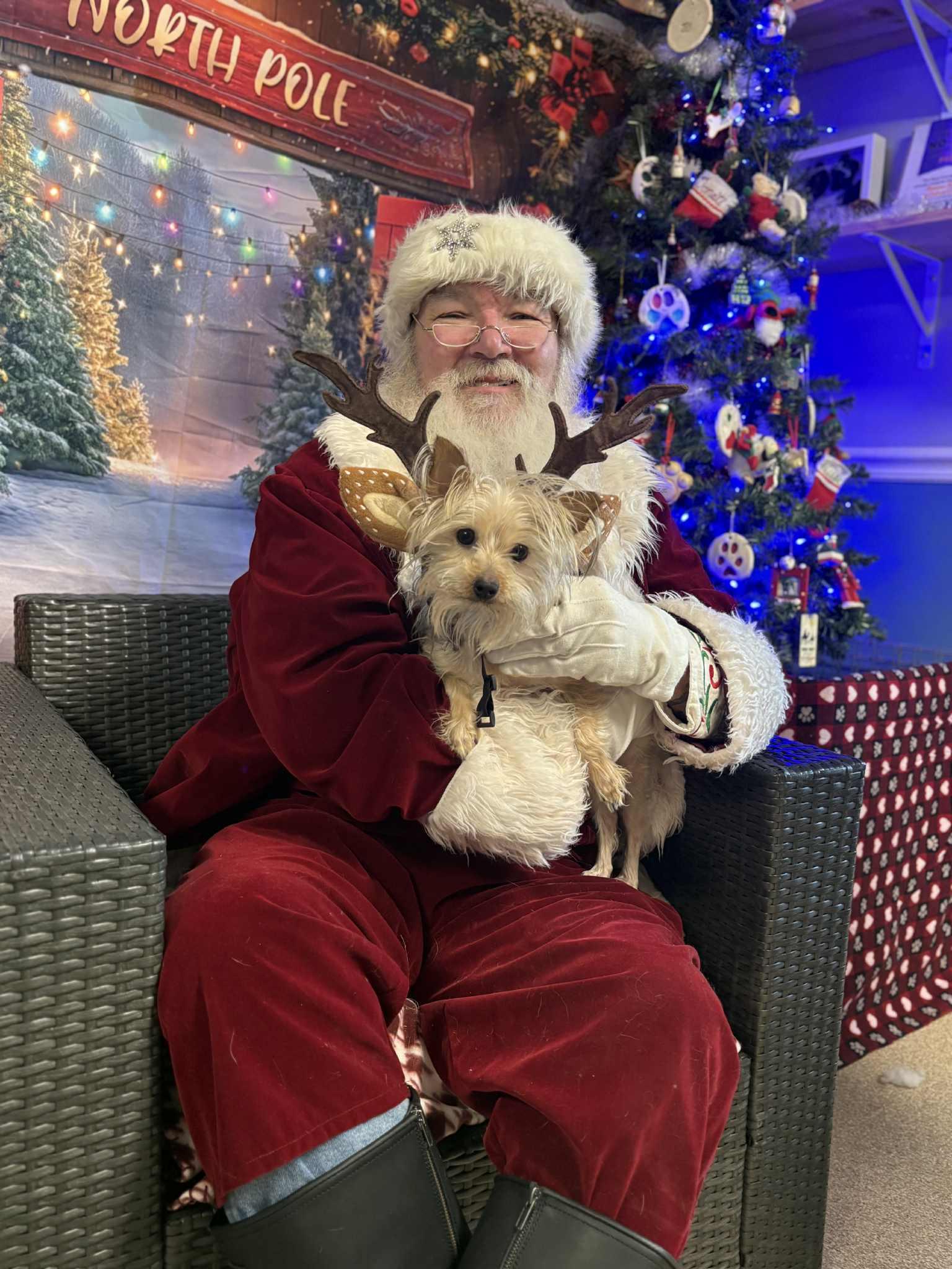 Enlarge Gertrude, a ADOPTABLE Yorkshire Terrier in Sunderland, MD image 3/3