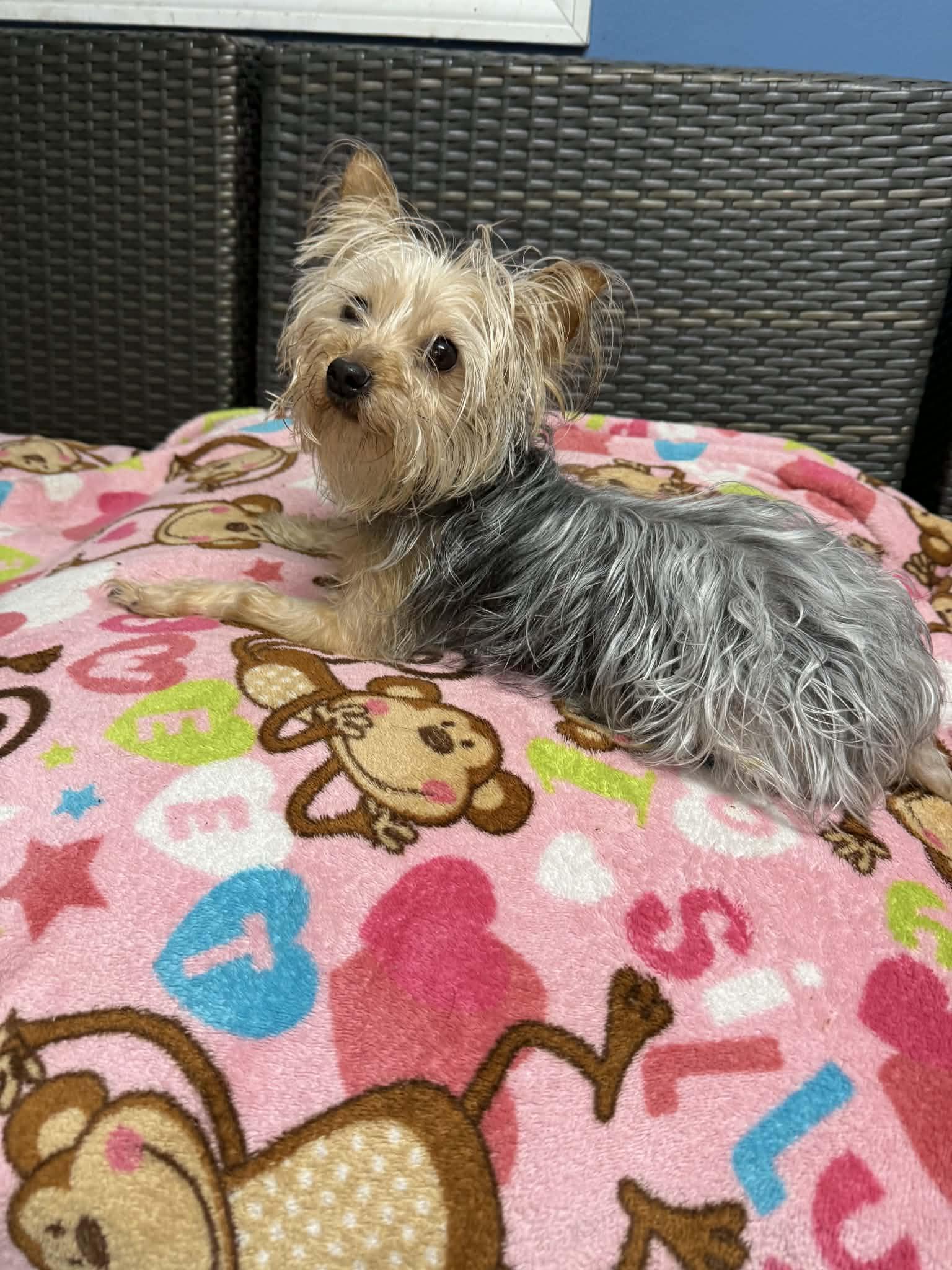 Enlarge Gertrude, a ADOPTABLE Yorkshire Terrier in Sunderland, MD image 1/3