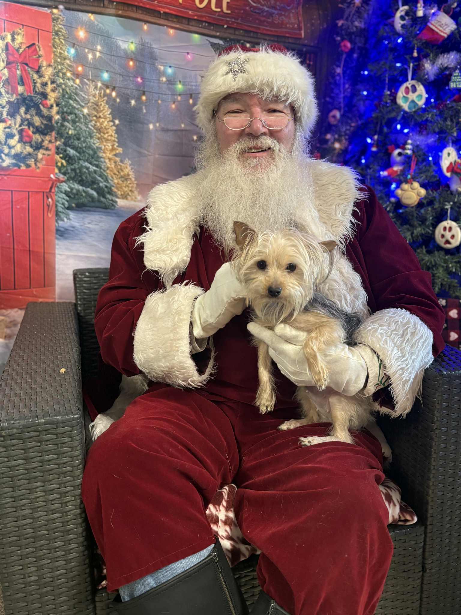 Enlarge Gertrude, a ADOPTABLE Yorkshire Terrier in Sunderland, MD image 2/3