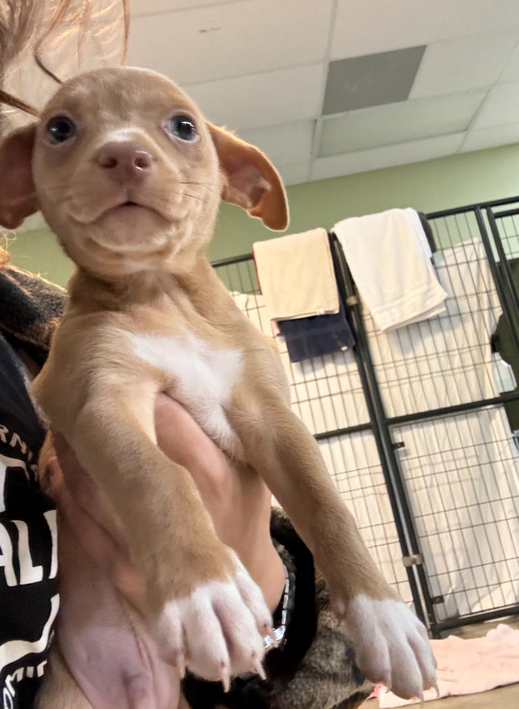 Pesto, Adopted, Young Male Chihuahua.