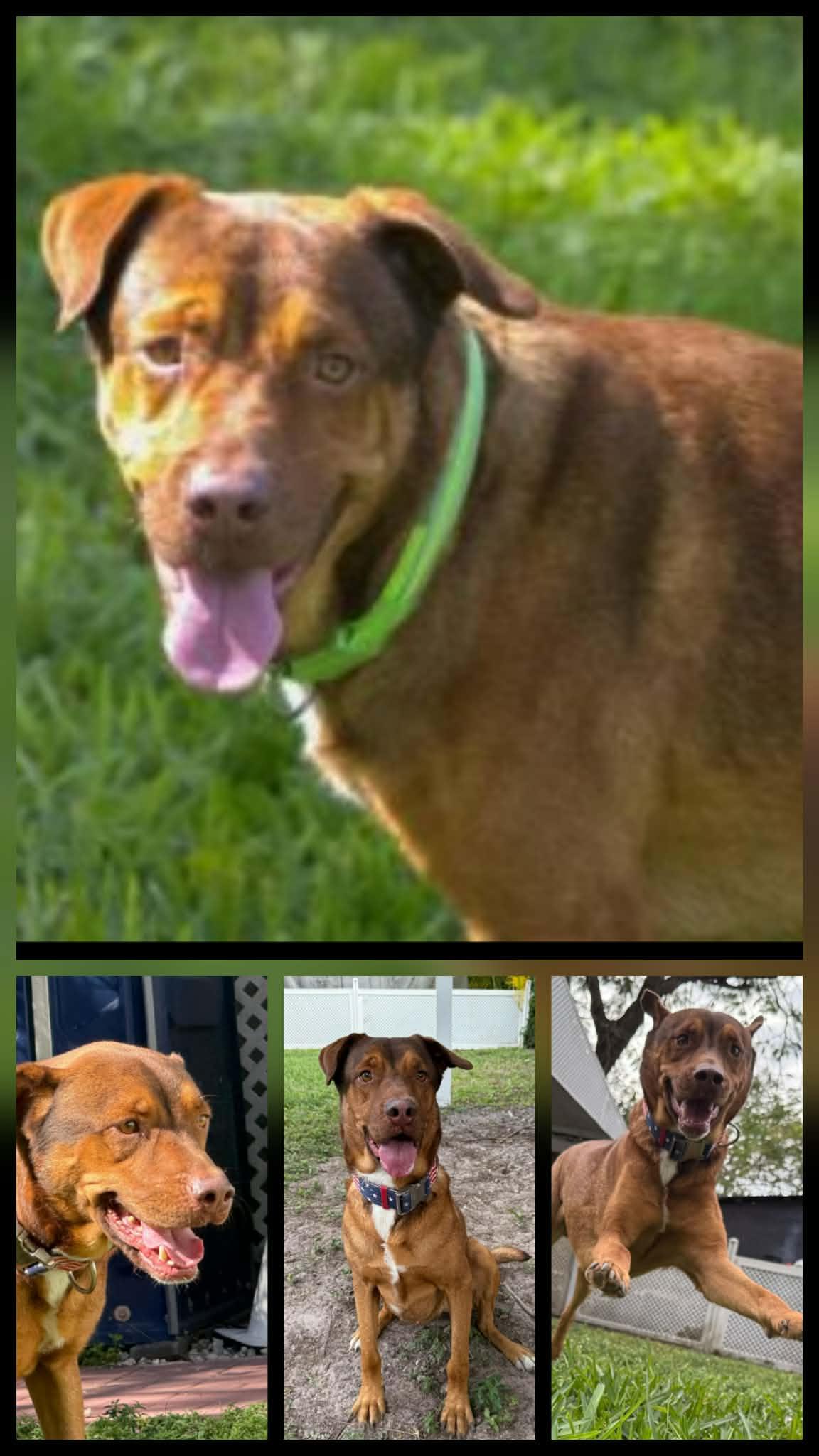 Enlarge Samson, a ADOPTABLE Mixed Breed in Miami, FL image 1/1