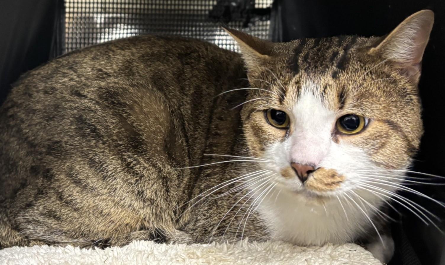 Enlarge Teddy - I make biscuits! , an adopted Domestic Short Hair in Mississauga, ON image 2/5