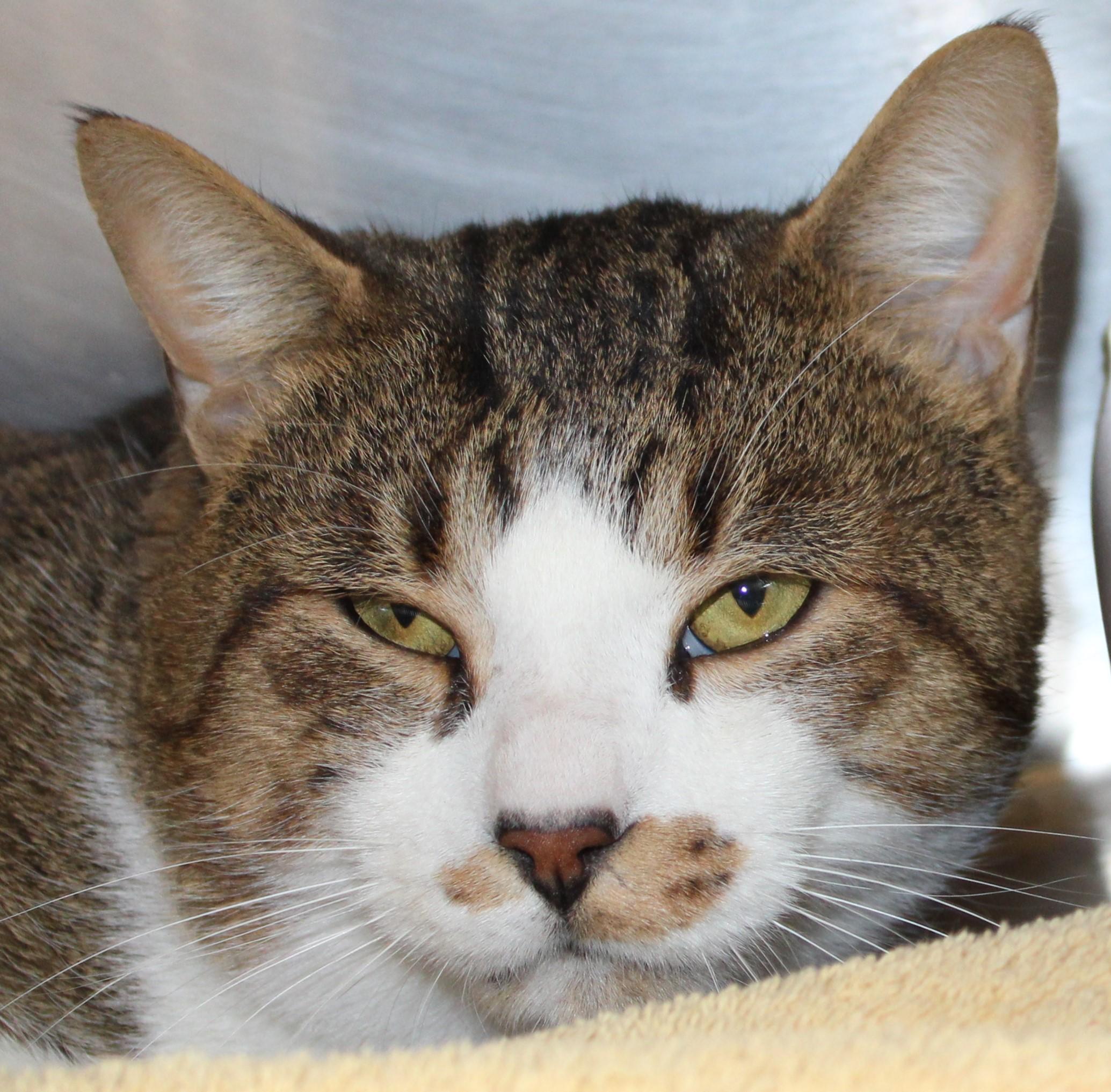 Enlarge Teddy - I make biscuits! , an adopted Domestic Short Hair in Mississauga, ON image 3/5