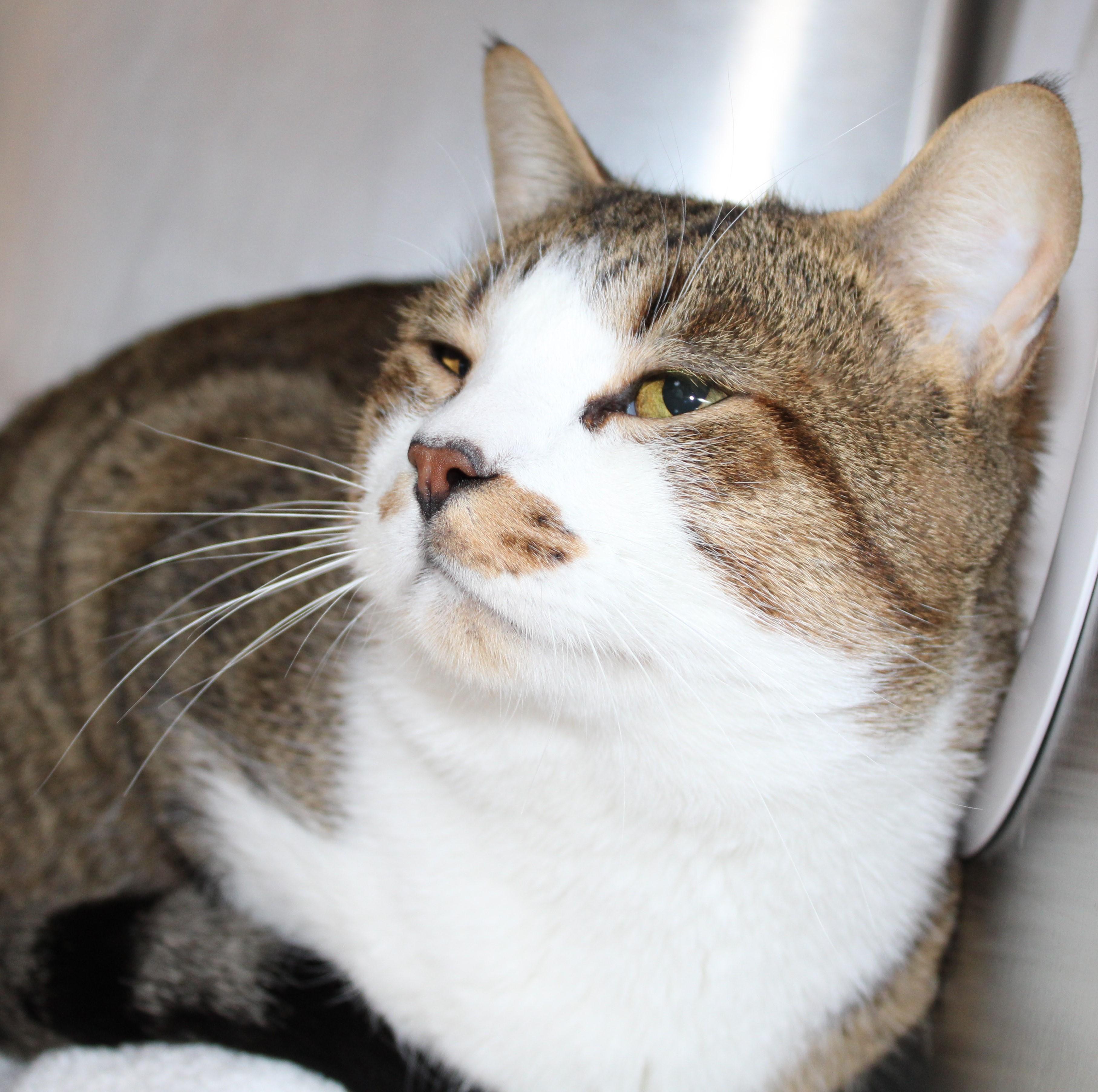 Enlarge Teddy - I make biscuits! , an adopted Domestic Short Hair in Mississauga, ON image 1/5
