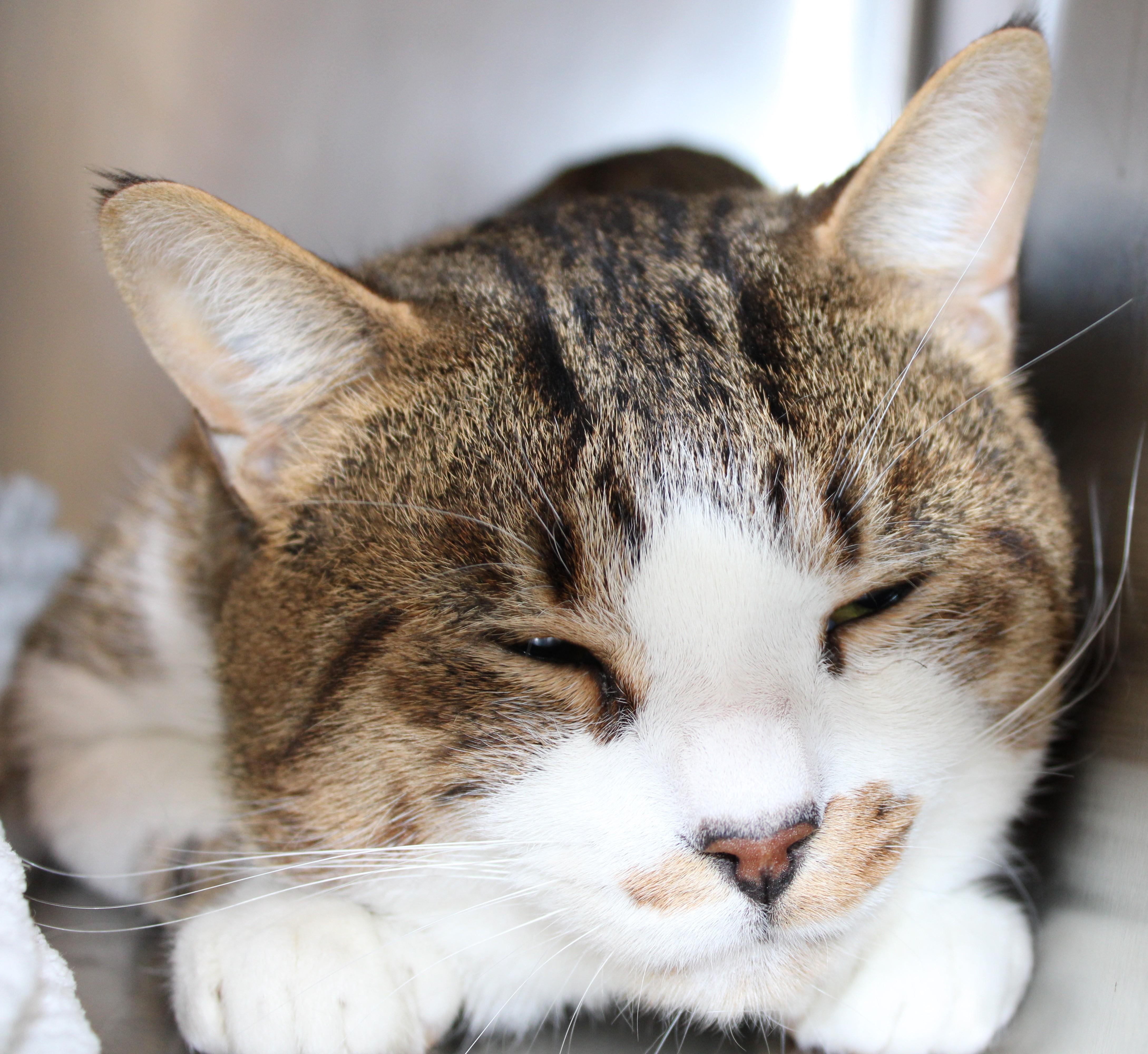 Enlarge Teddy - I make biscuits! , an adopted Domestic Short Hair in Mississauga, ON image 4/5