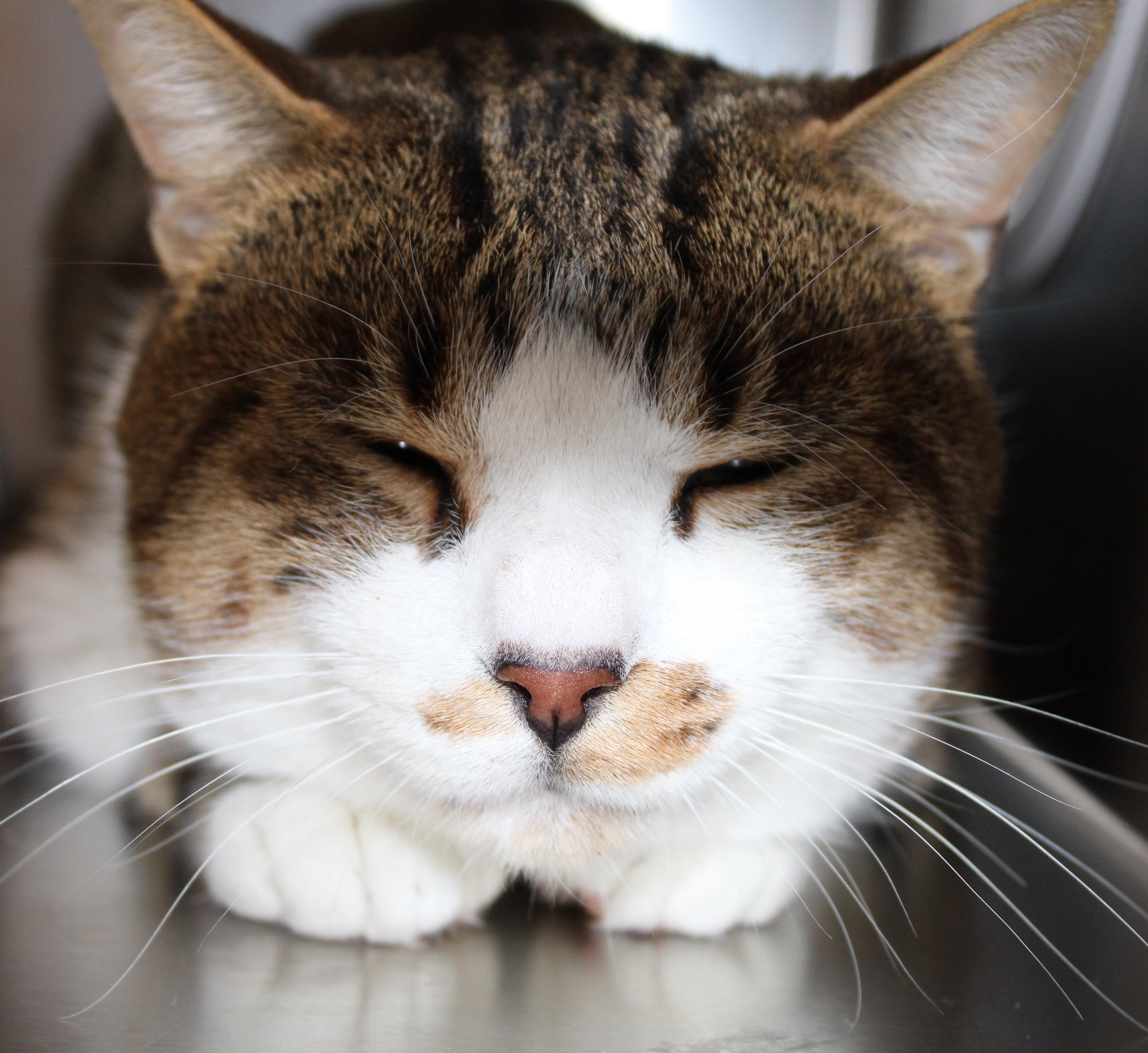 Enlarge Teddy - I make biscuits! , an adopted Domestic Short Hair in Mississauga, ON image 5/5