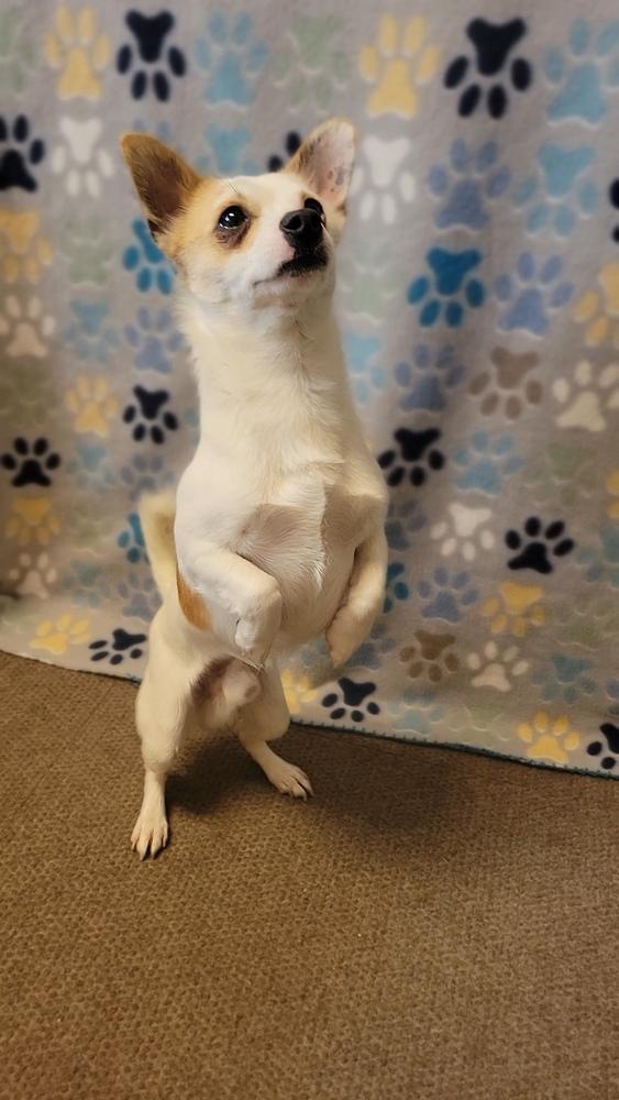 Enlarge Patches, a Adoptable mixed breed in Cortez, CO image 1/6