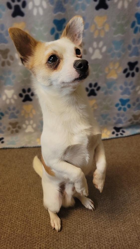 Enlarge Patches, a Adoptable mixed breed in Cortez, CO image 2/6