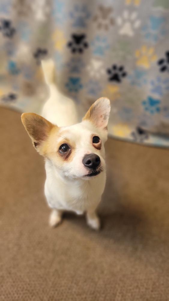 Enlarge Patches, a Adoptable mixed breed in Cortez, CO image 3/6