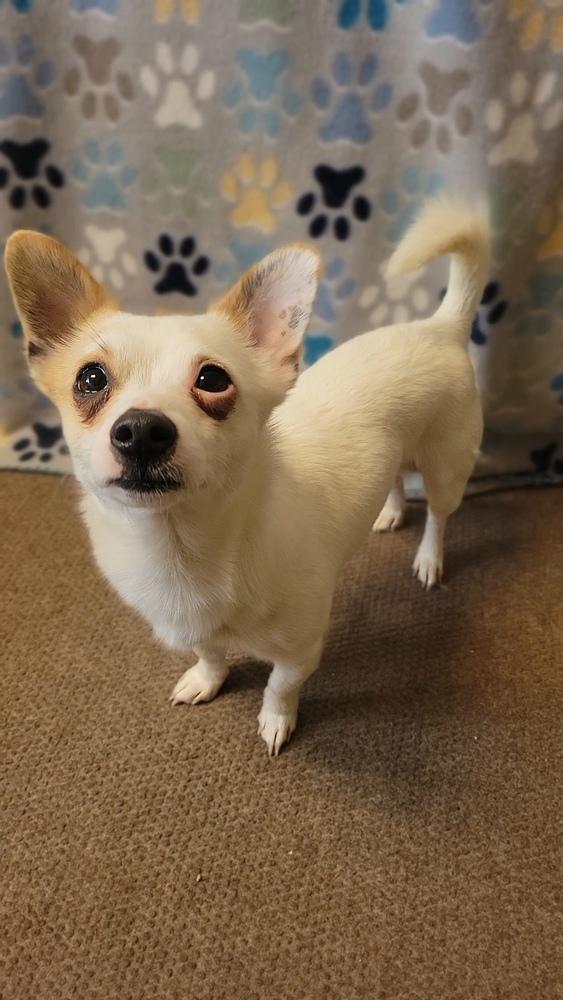 Enlarge Patches, a Adoptable mixed breed in Cortez, CO image 4/6