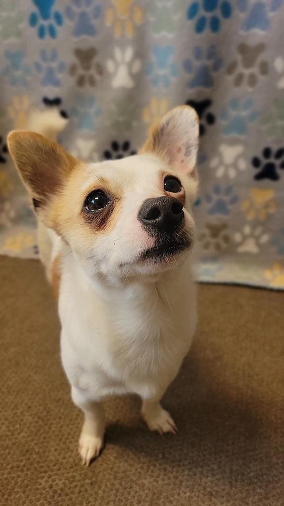 Enlarge Patches, a Adoptable mixed breed in Cortez, CO image 5/6