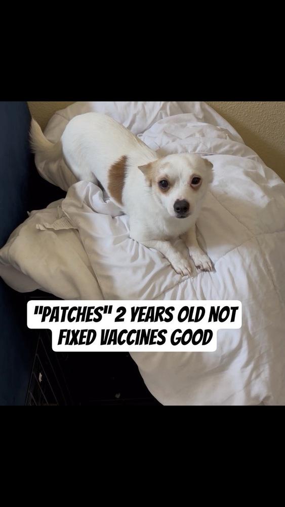Enlarge Patches, a Adoptable mixed breed in Cortez, CO image 6/6