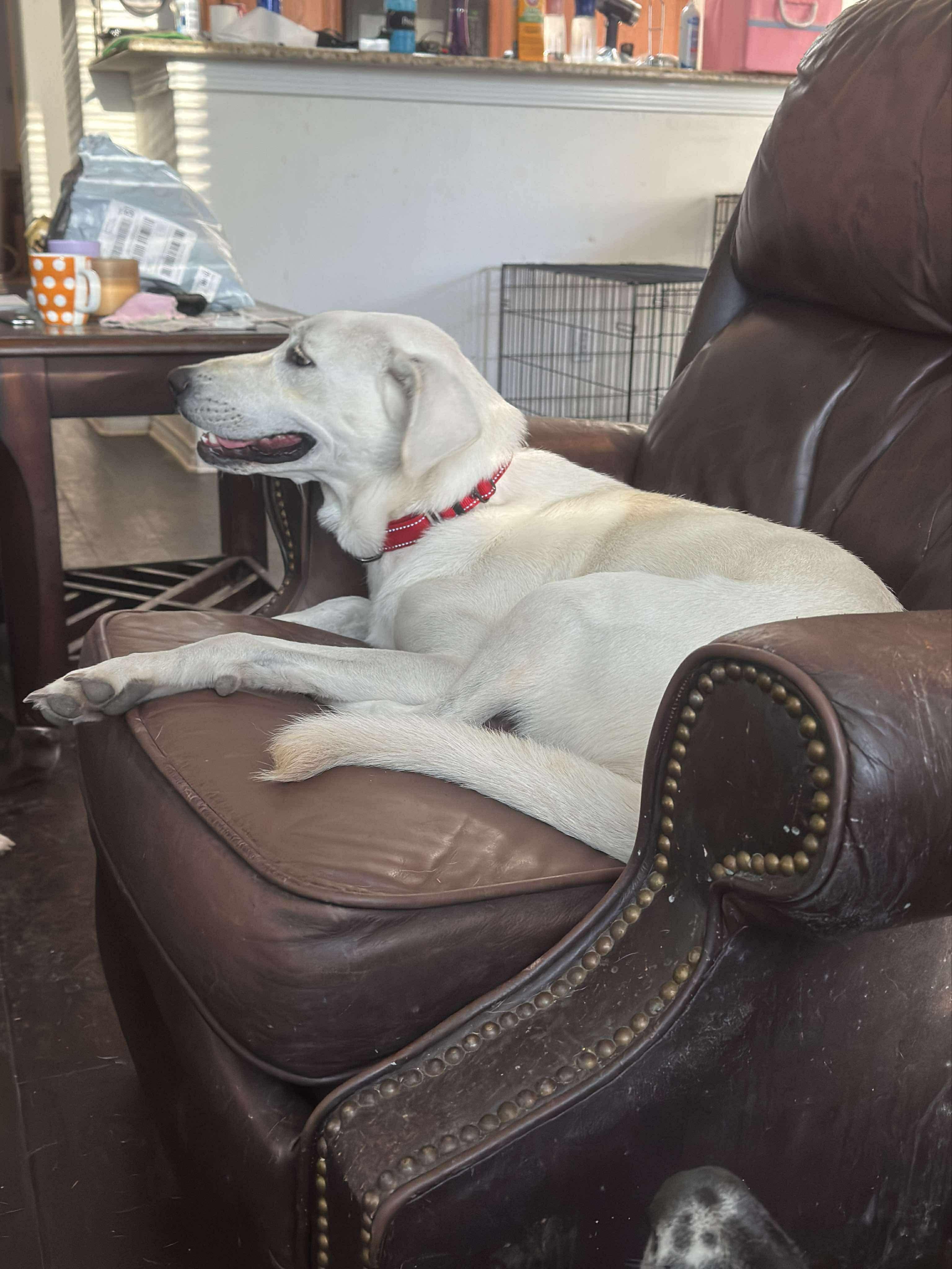 Lila, Adoptable, Young Female Labrador Retriever.