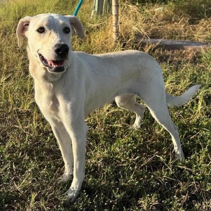 Lila, a Adoptable mixed breed in Brattleboro, VT image 4/4