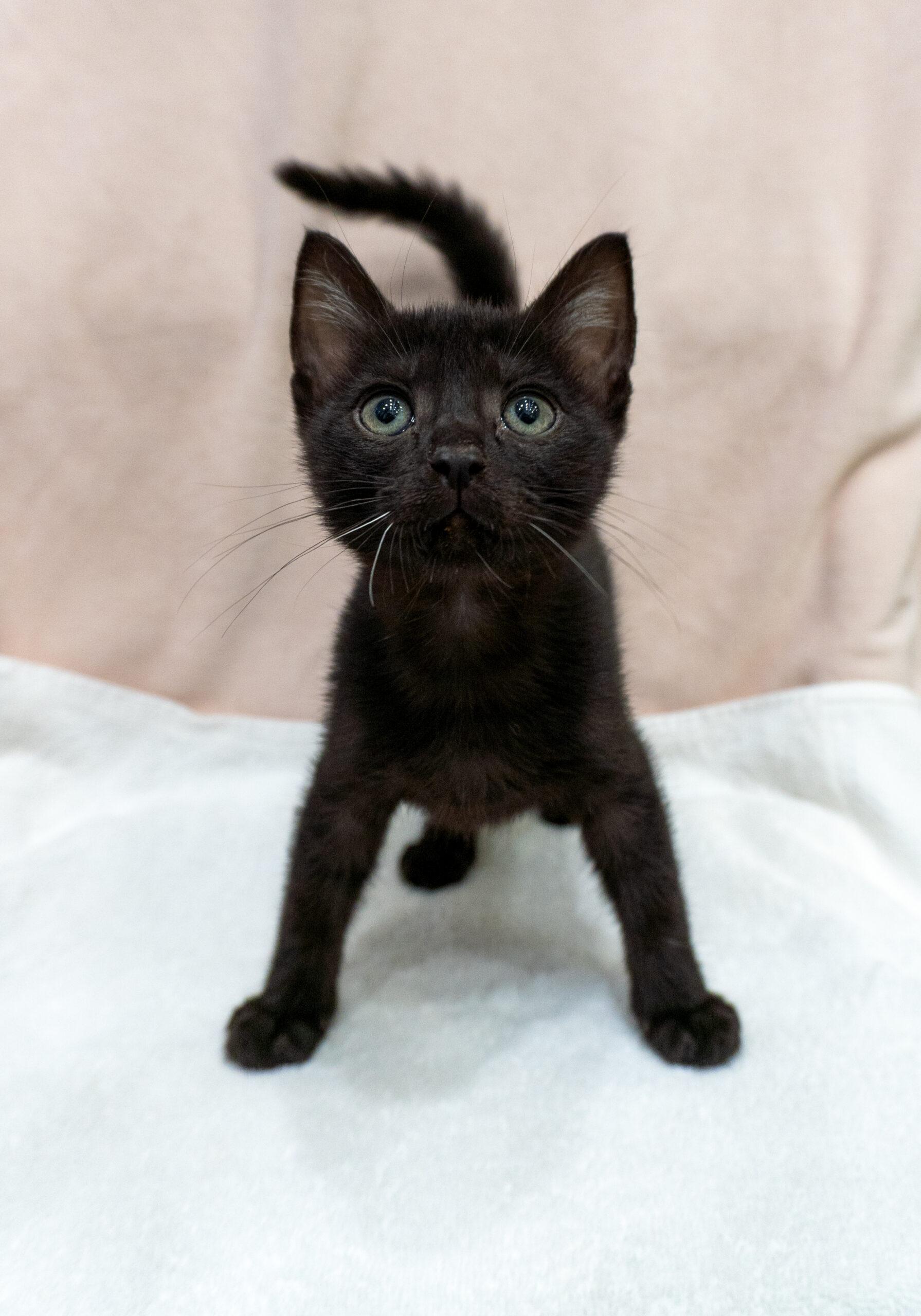 Spicer & Spooky J (Bonded Pair)