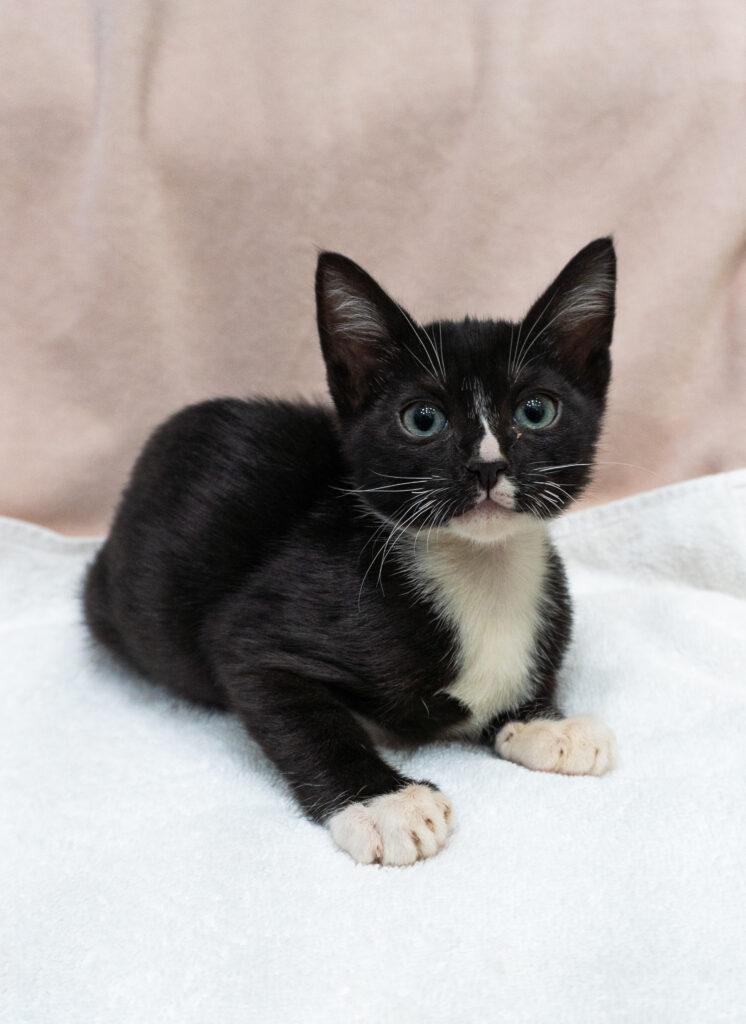 Spicer & Spooky J (Bonded Pair)