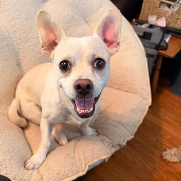 Enlarge Yinbis, a Adoptable Chiweenie in Greenville, SC image 2/4