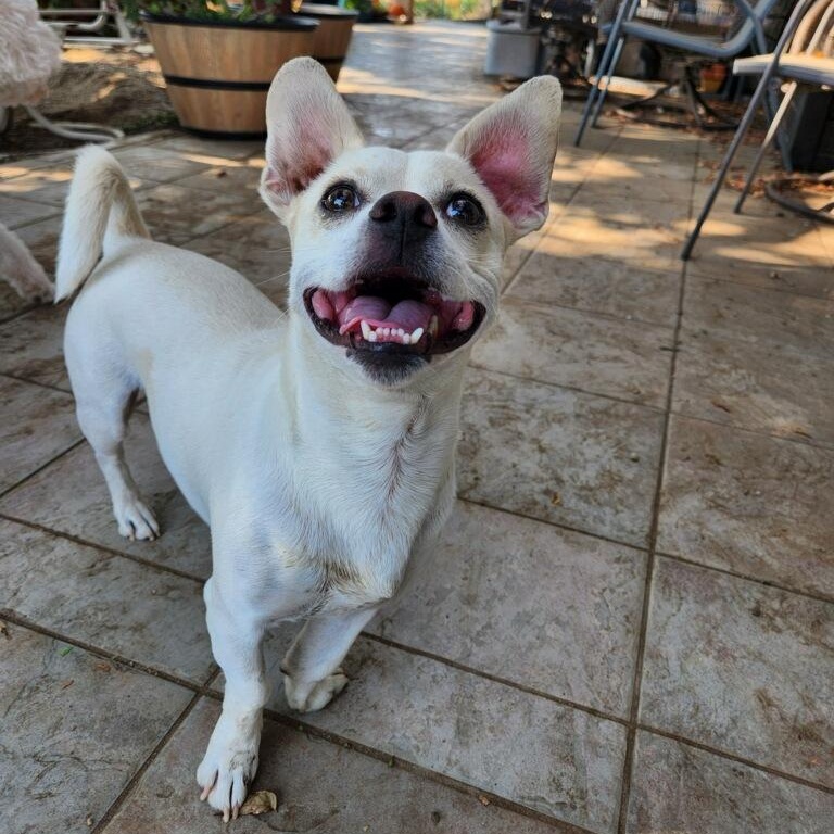 Enlarge Yinbis, a Adoptable Chiweenie in Greenville, SC image 1/4