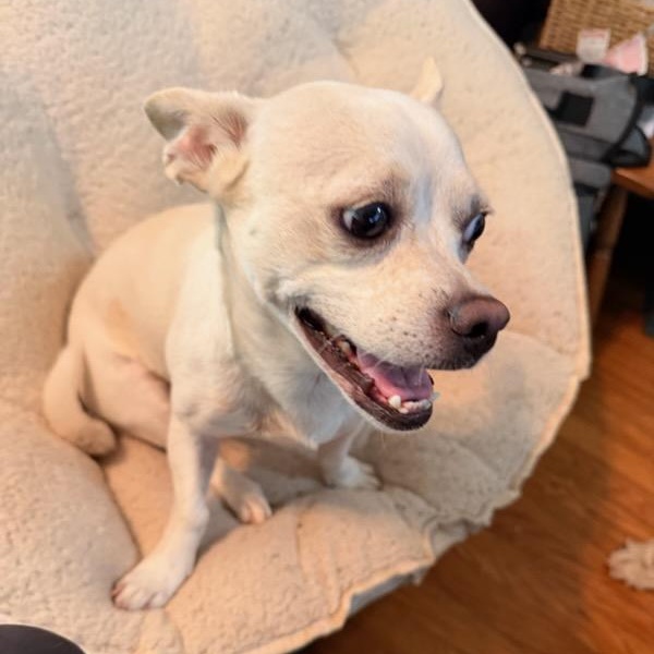 Enlarge Yinbis, a Adoptable Chiweenie in Greenville, SC image 3/4