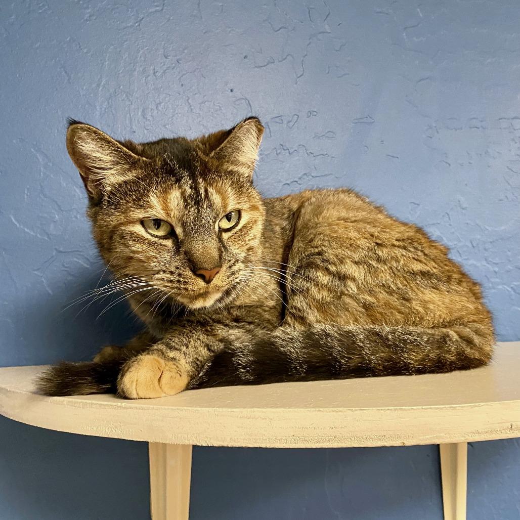 Bindi, Adoptable, Adult Female Domestic Short Hair.