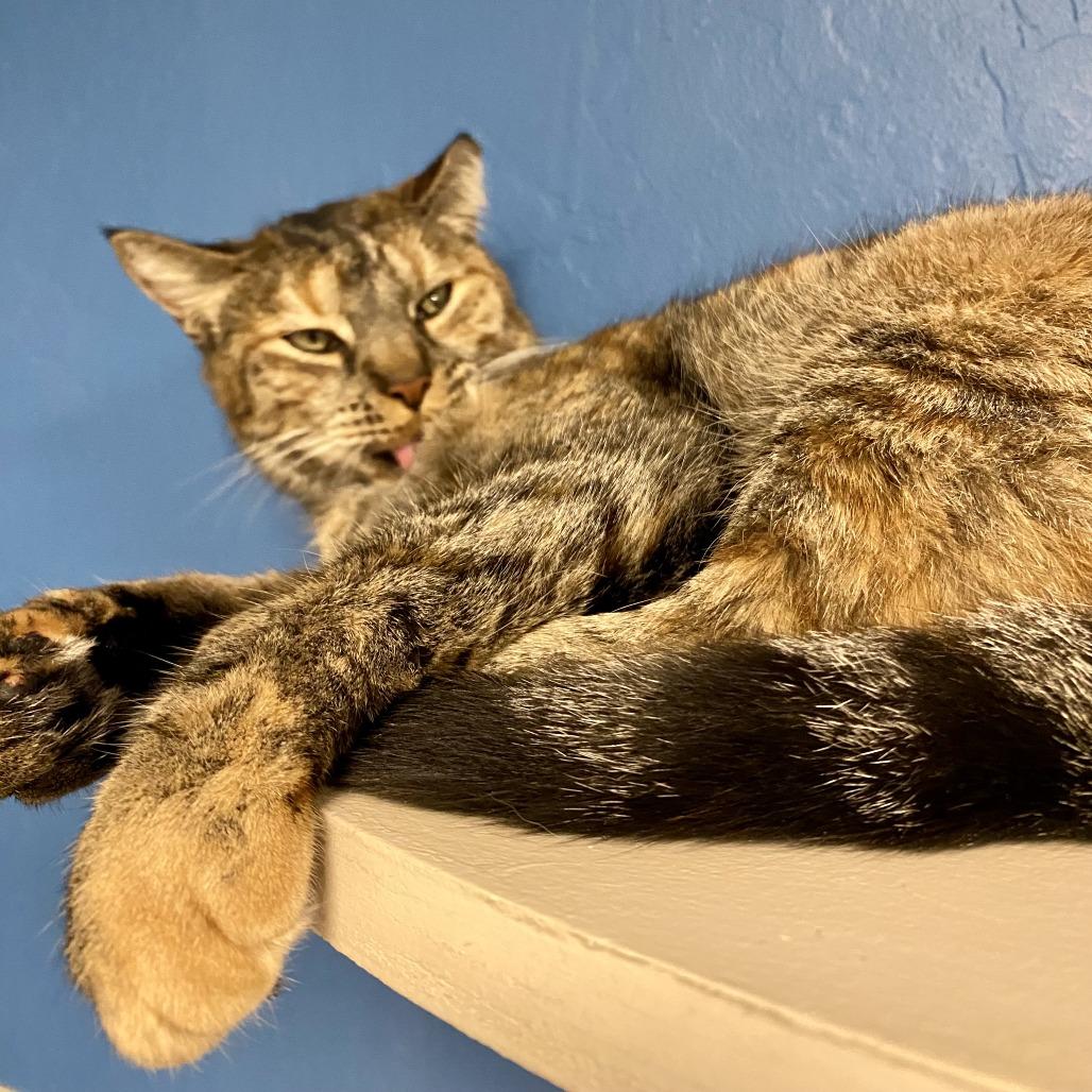 Bindi, a Adoptable Domestic Short Hair in Tempe, AZ image 2/6