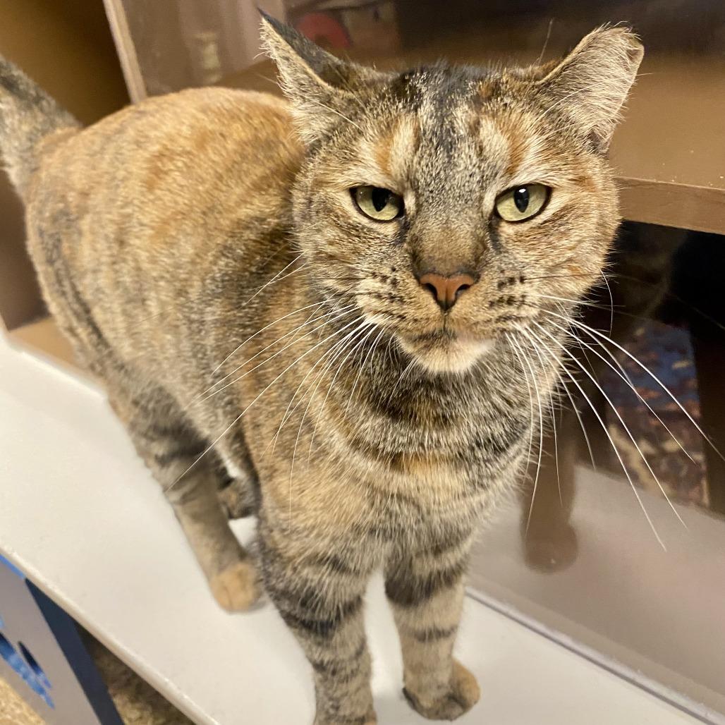 Bindi, a Adoptable Domestic Short Hair in Tempe, AZ image 3/6