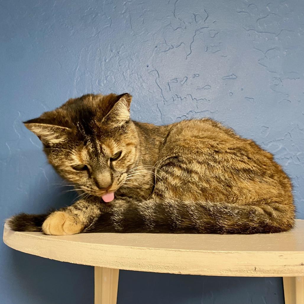 Bindi, a Adoptable Domestic Short Hair in Tempe, AZ image 4/6