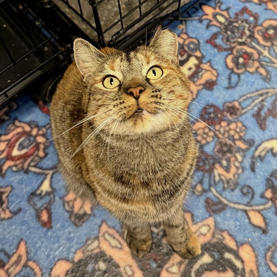 Bindi, a Adoptable Domestic Short Hair in Tempe, AZ image 5/6
