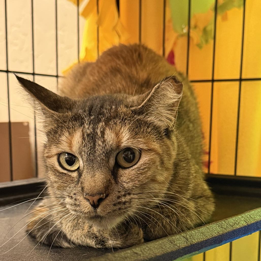 Bindi, a Adoptable Domestic Short Hair in Tempe, AZ image 6/6