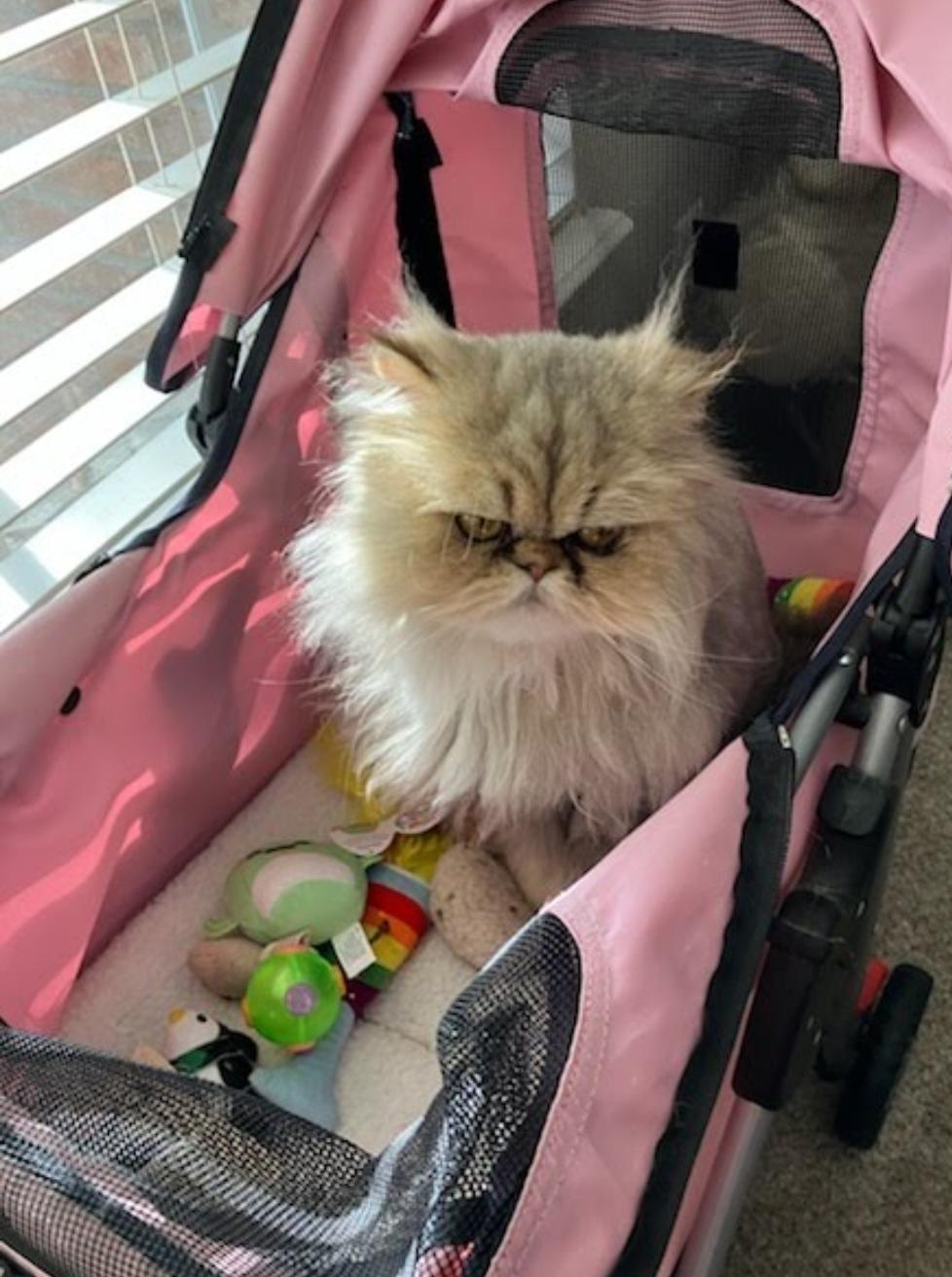 Enlarge Anya, a ADOPTABLE Persian in Orlando, FL image 6/6