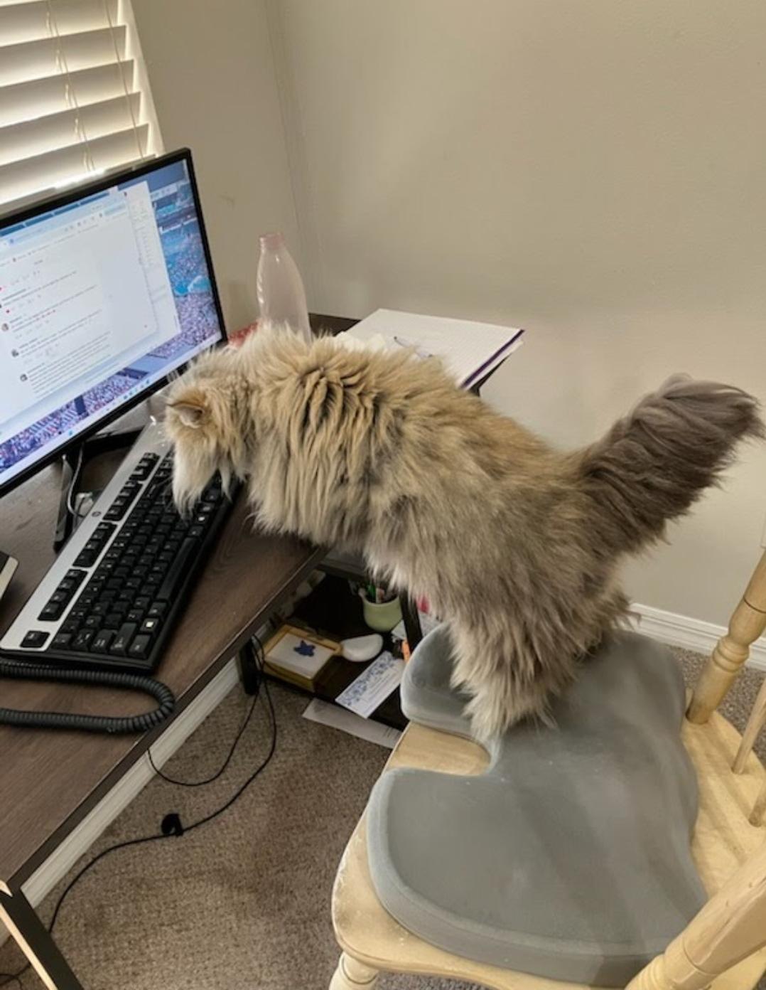 Anya, a ADOPTABLE Persian in Orlando, FL image 4/6