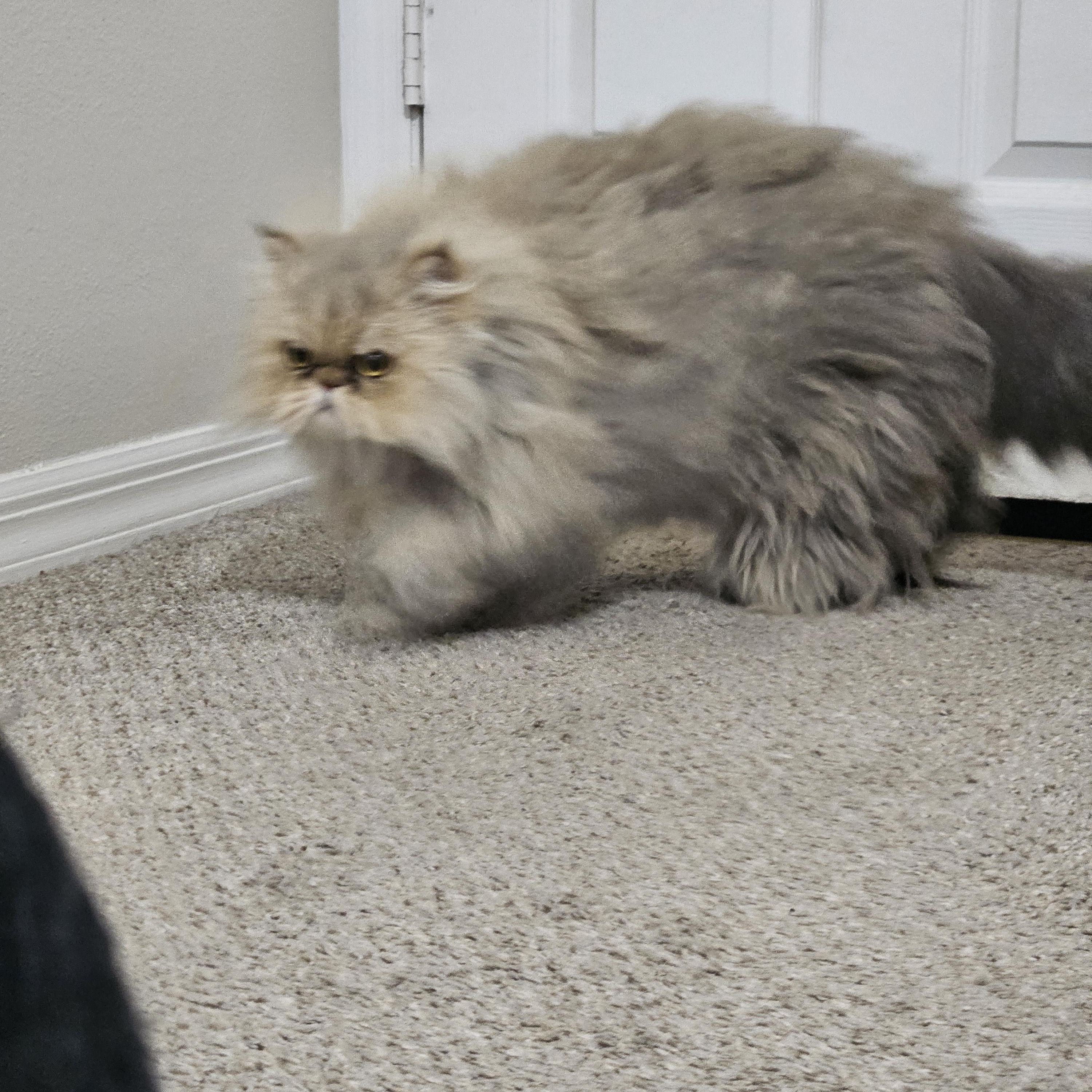 Anya, a ADOPTABLE Persian in Orlando, FL image 3/6