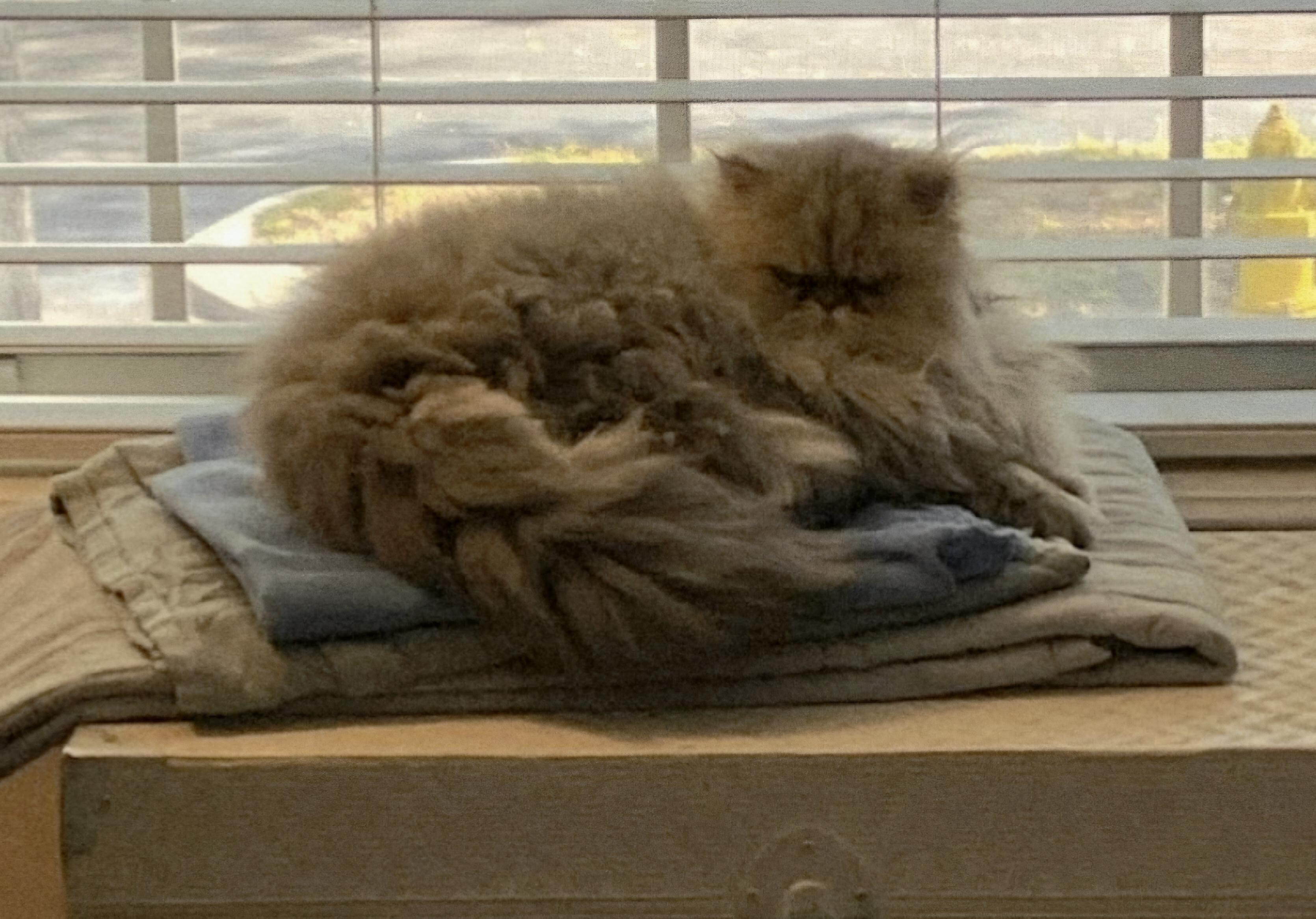 Anya, a ADOPTABLE Persian in Orlando, FL image 6/6