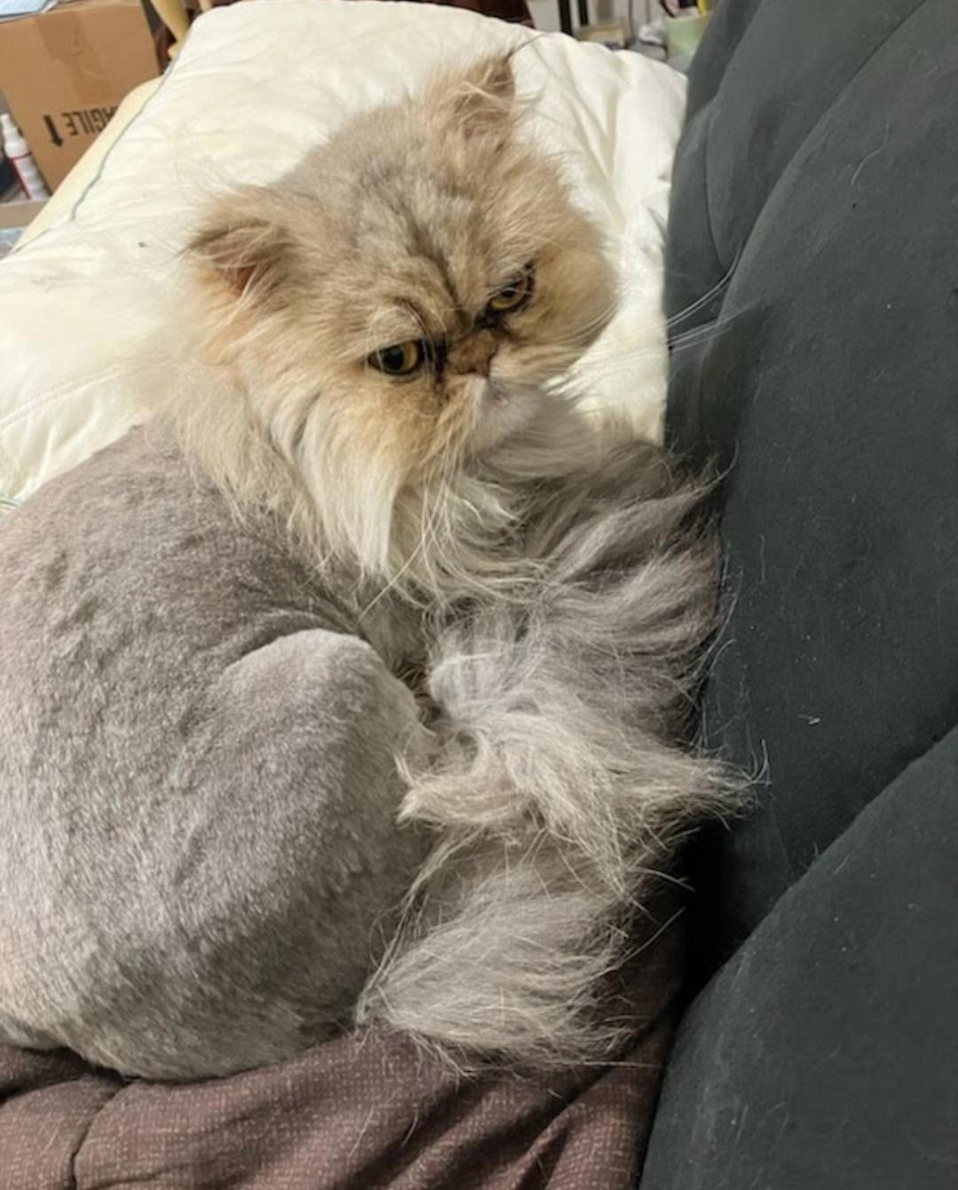 Anya, a ADOPTABLE Persian in Orlando, FL image 5/6