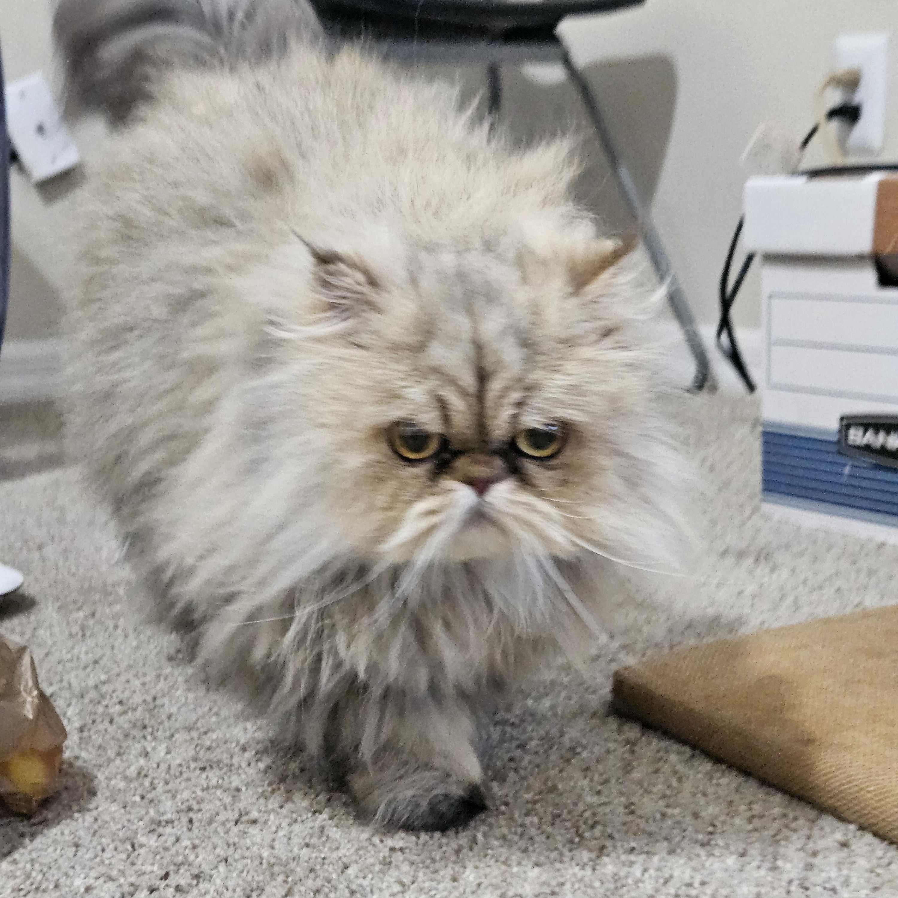 Anya, ADOPTABLE, Adult Female Persian.