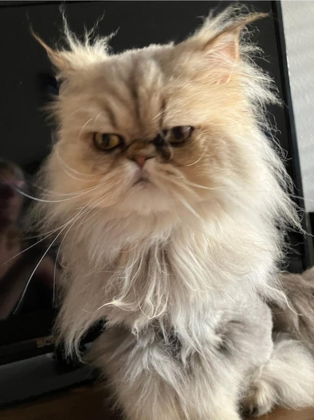 Enlarge Anya, a ADOPTABLE Persian in Orlando, FL image 5/6