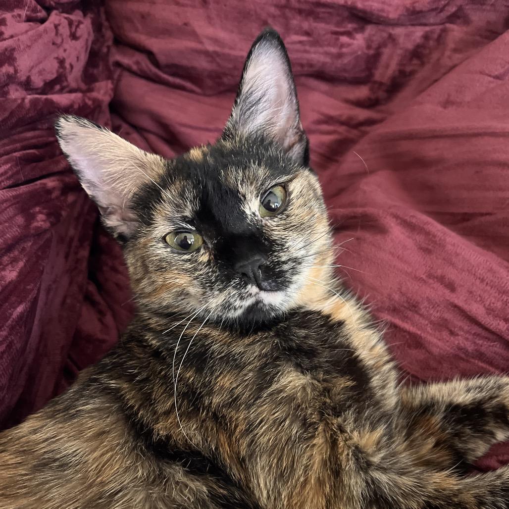 Enlarge Plaster, a Adoptable Domestic Short Hair in St. Paul, MN image 1/6